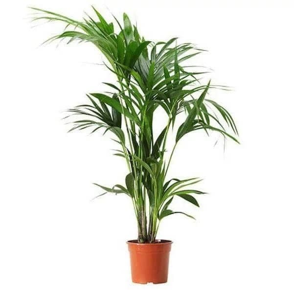 Kentia Palm — photo 2 | Planto.ae UAE