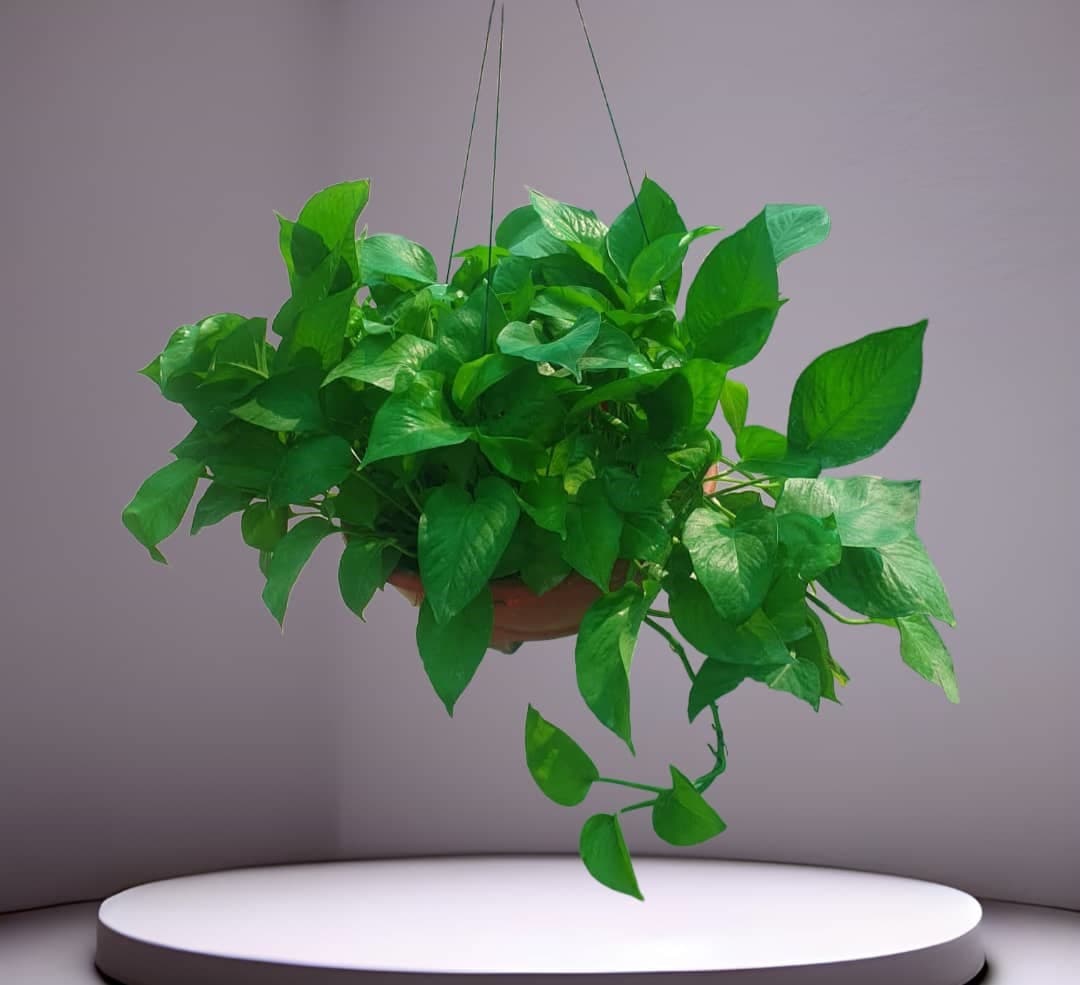 Large Hanging Money Plant — Air Purifier Plants for Dubai & UAE delivery | Planto.ae