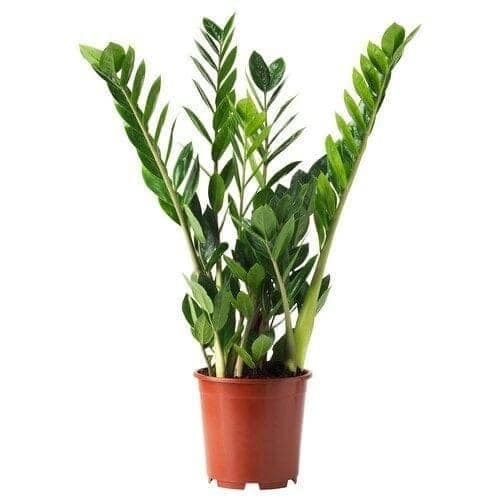 zamia zz plant — photo 2 | Planto.ae UAE