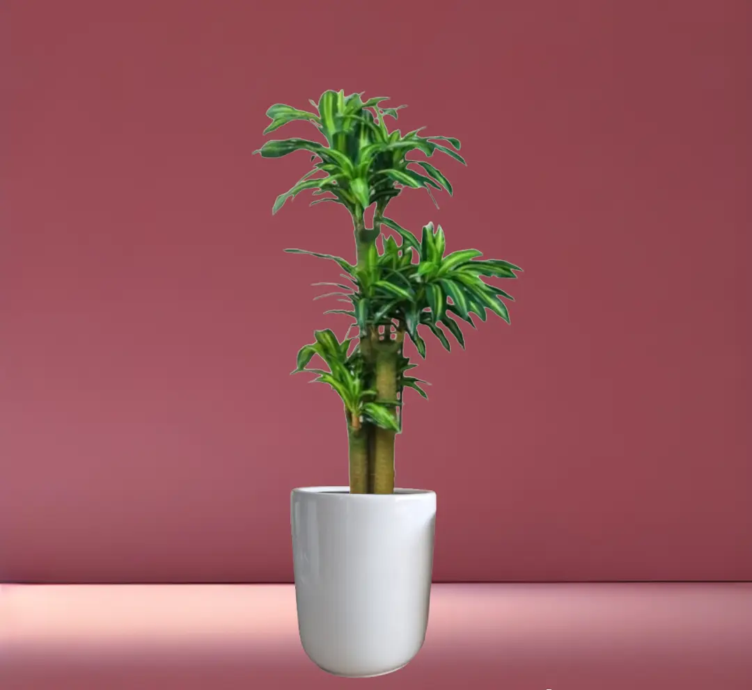 Artificial Dracaena Plant in White Ceramic Pot — Artificial Plants for Dubai & UAE delivery | Planto.ae