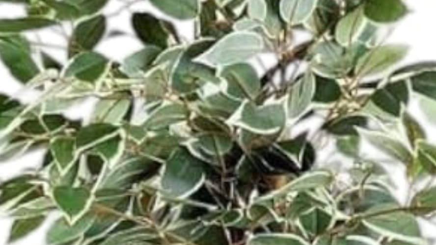 Beautiful Fake Plant — photo 3 | Planto.ae UAE