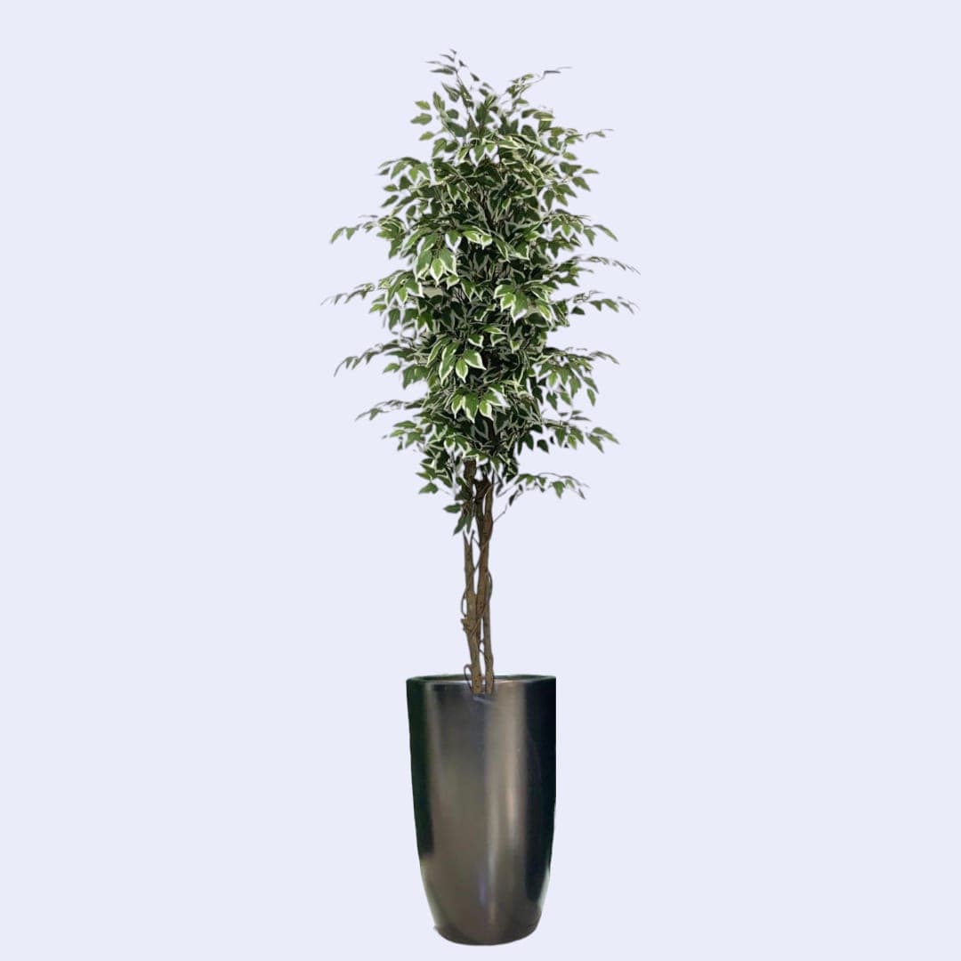 Ficus Artificial Green Variegated Plant In Black Ceramic Pot — Artificial Plants for Dubai & UAE delivery | Planto.ae