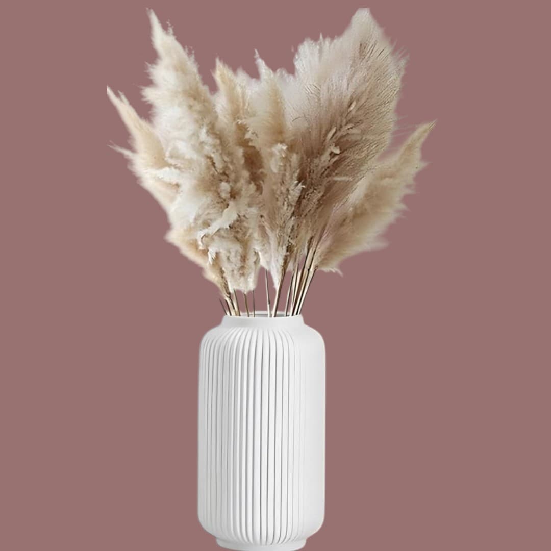 PAMPAS GRASS, LONG — photo 2 | Planto.ae UAE