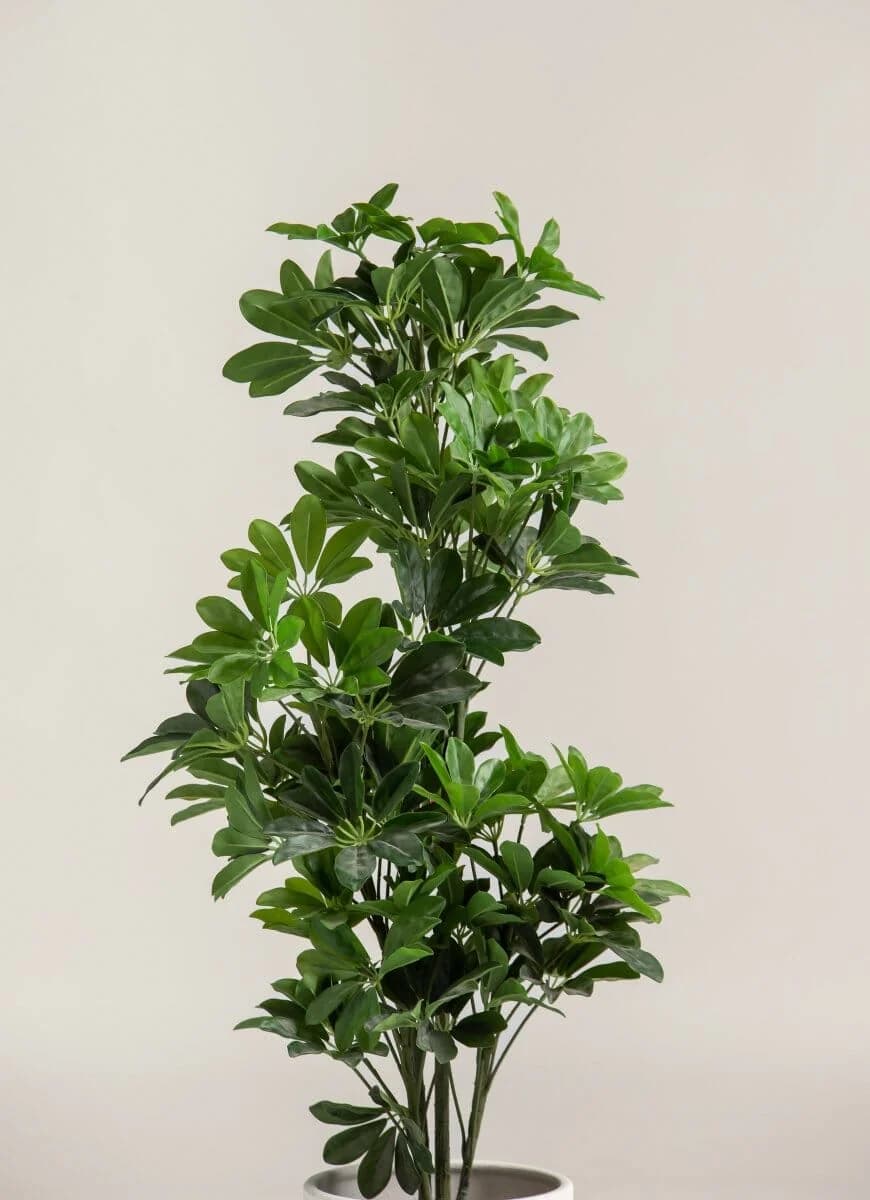 Schefflera  Artificial Plant — photo 2 | Planto.ae UAE