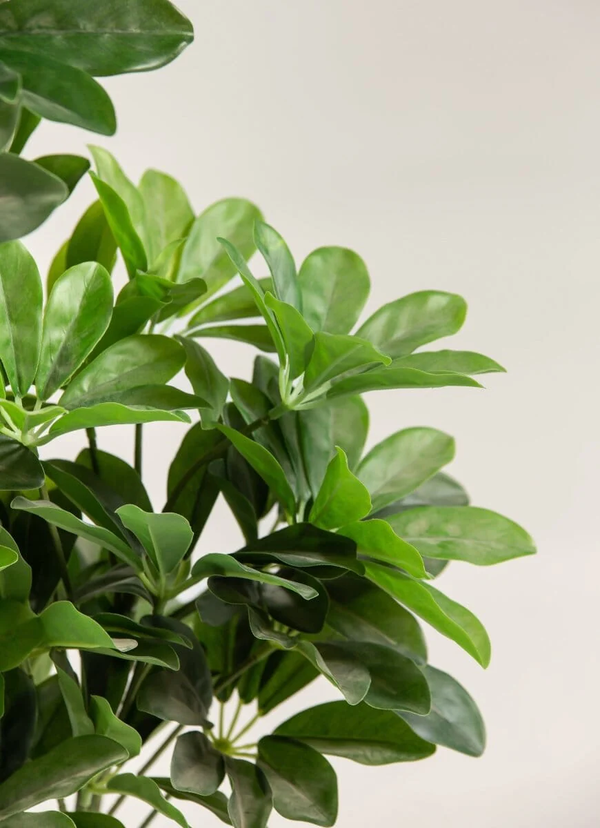 Schefflera  Artificial Plant — photo 3 | Planto.ae UAE