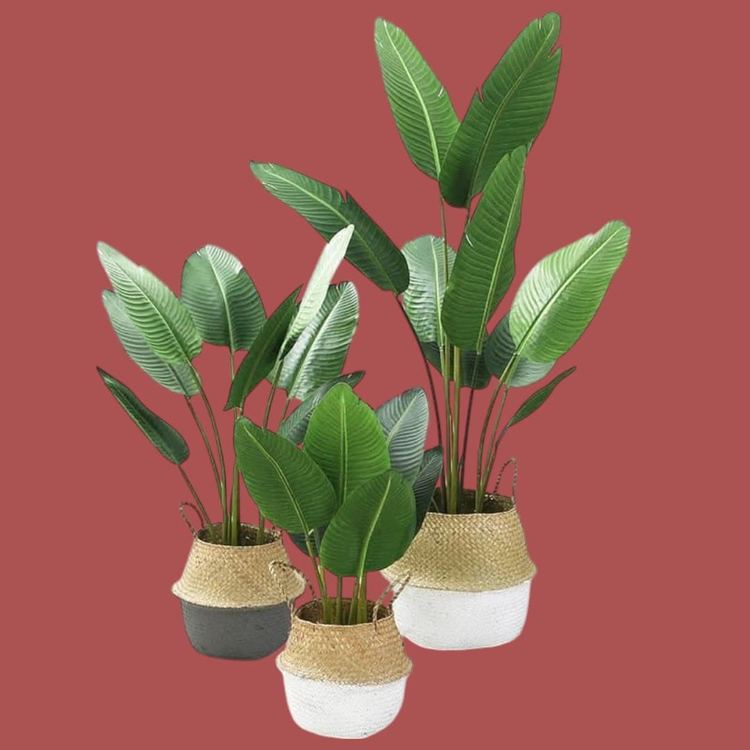 Set Of Three Artificial BirdOf Paradise Plants