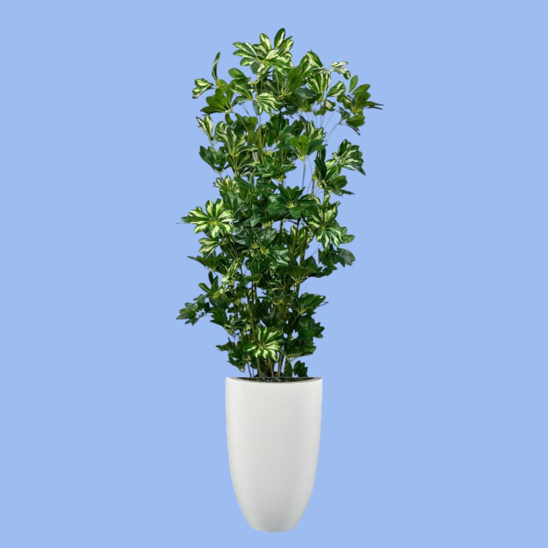 Very Beautiful Fake Plant In White Ceramic Pot — photo 2 | Planto.ae UAE