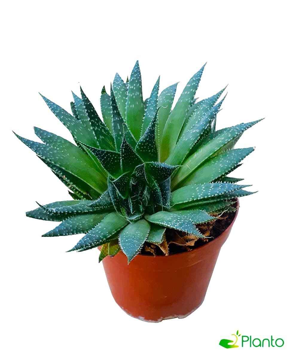 Aloe Aristata