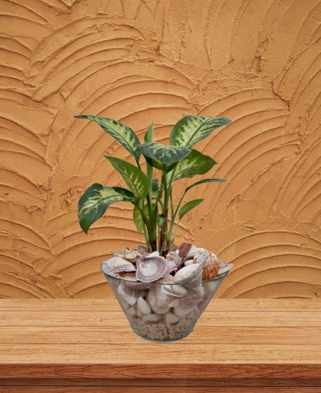 Amazing look Dieffenbachia plant in glass pot
