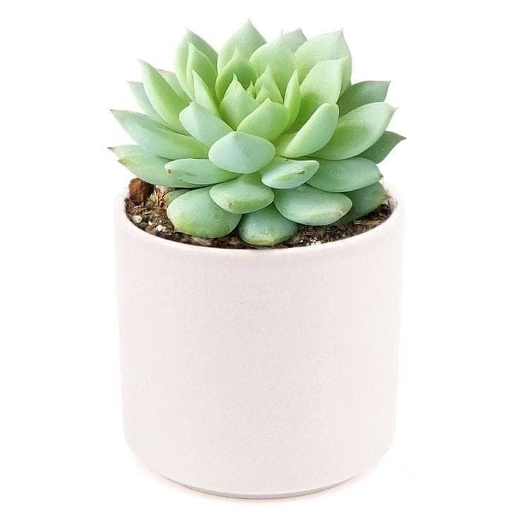 Beautiful Echeveria-Agavoides In White Ceramic Pot
