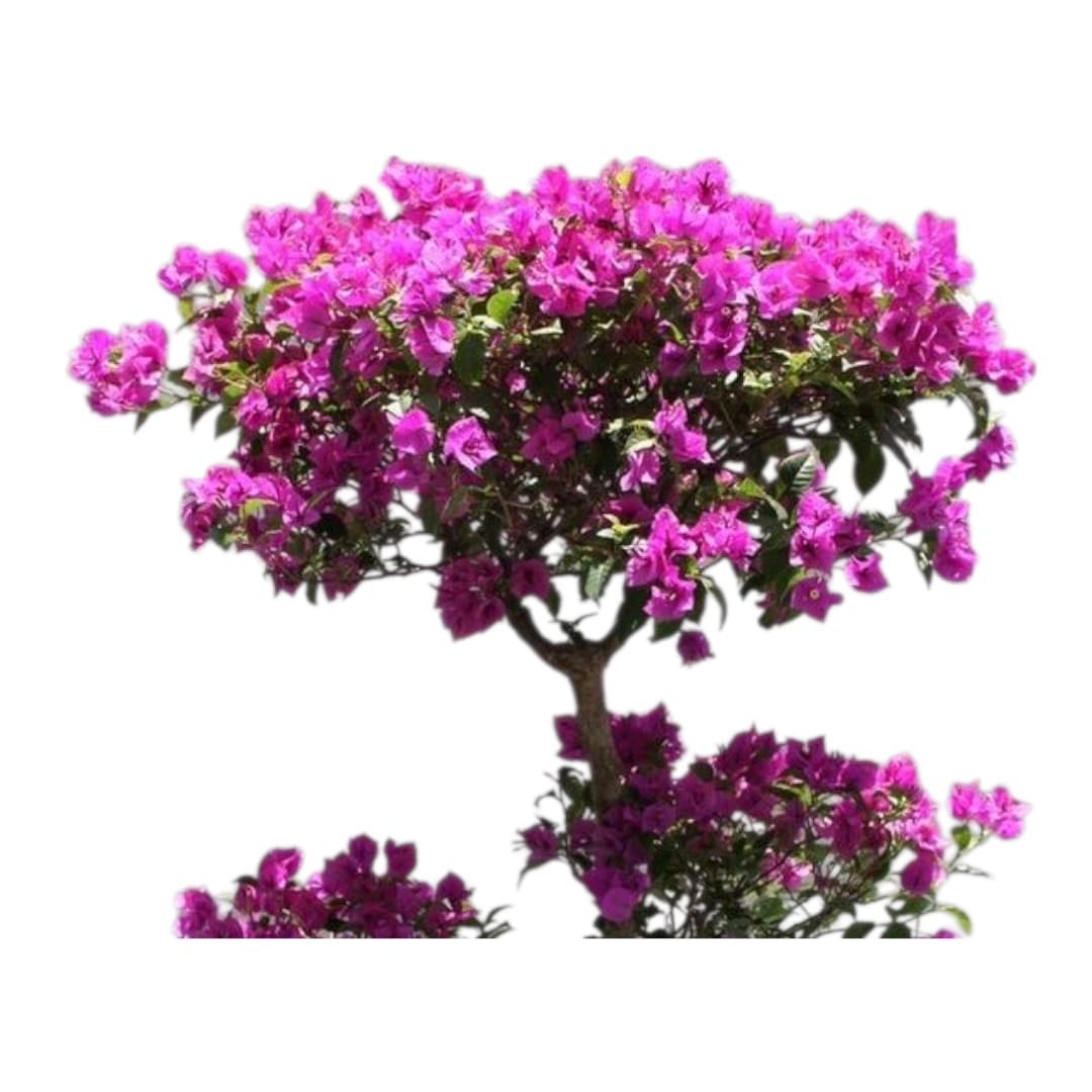 Bougainvillea Multi Head — photo 3 | Planto.ae UAE