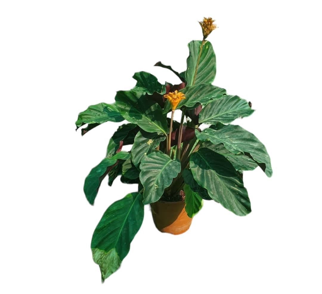 Calathea Tassmania — photo 2 | Planto.ae UAE