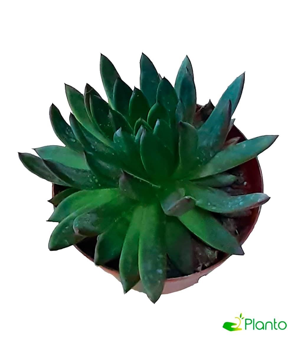 Echeveria-Agavoides — photo 2 | Planto.ae UAE