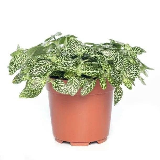 Fittonia Plant — photo 2 | Planto.ae UAE