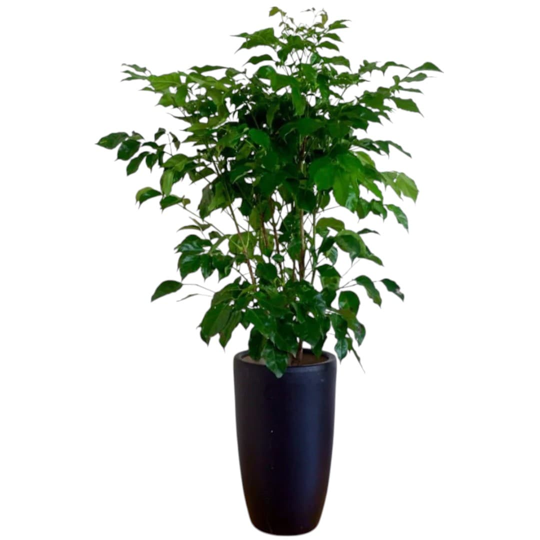 A Unique Look China Doll plant In Black Planter — photo 2 | Planto.ae UAE