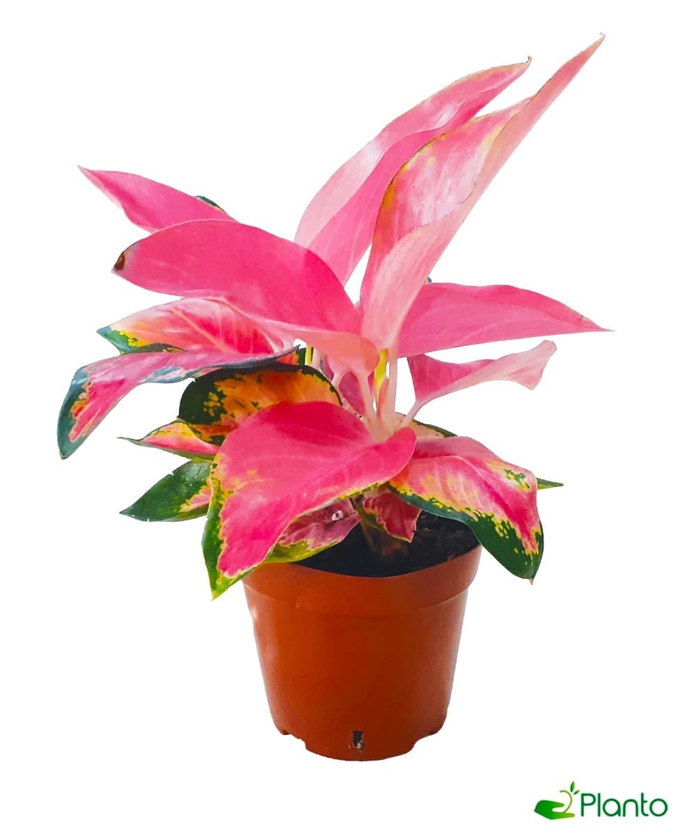 Aglaonema Pink