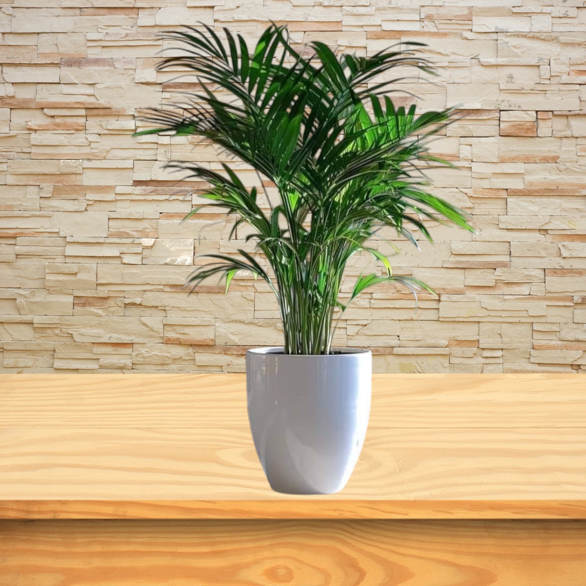 Areca Palm Plant In White Ceramic Pot — Indoor Plants for Dubai & UAE delivery | Planto.ae