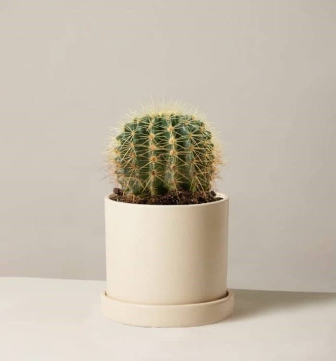 Ball Cactus In White Ceramic Pot