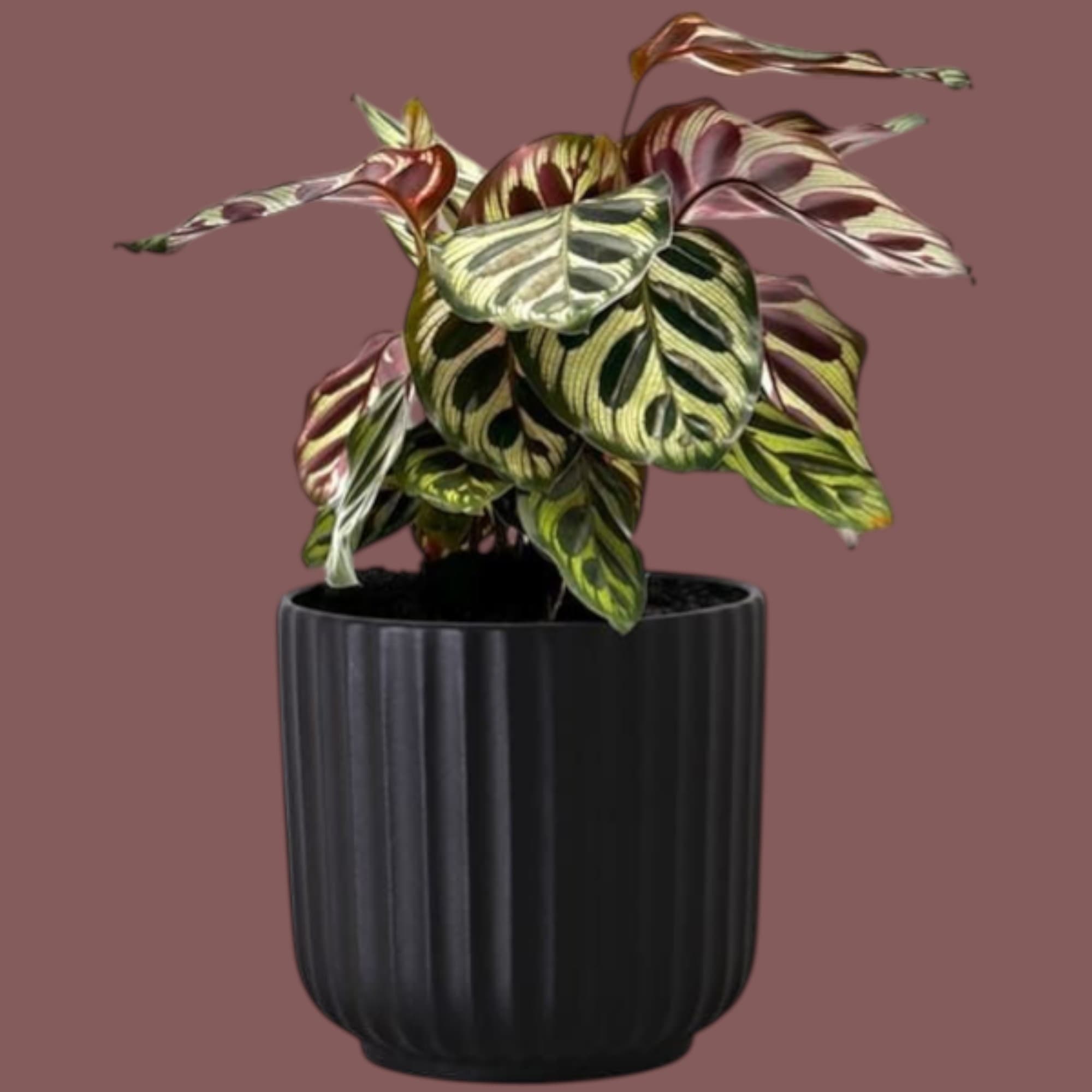 Calathea zebrina In Black Ceramc pot.