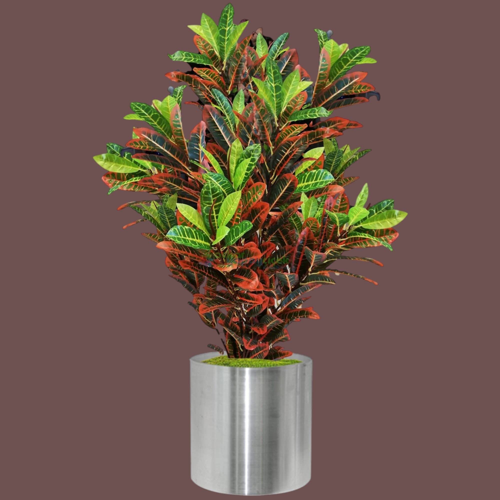 Croton PlantIn Silver Pot