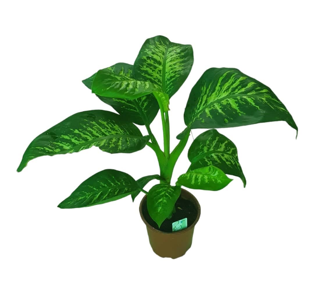 Dieffenbachia — photo 2 | Planto.ae UAE