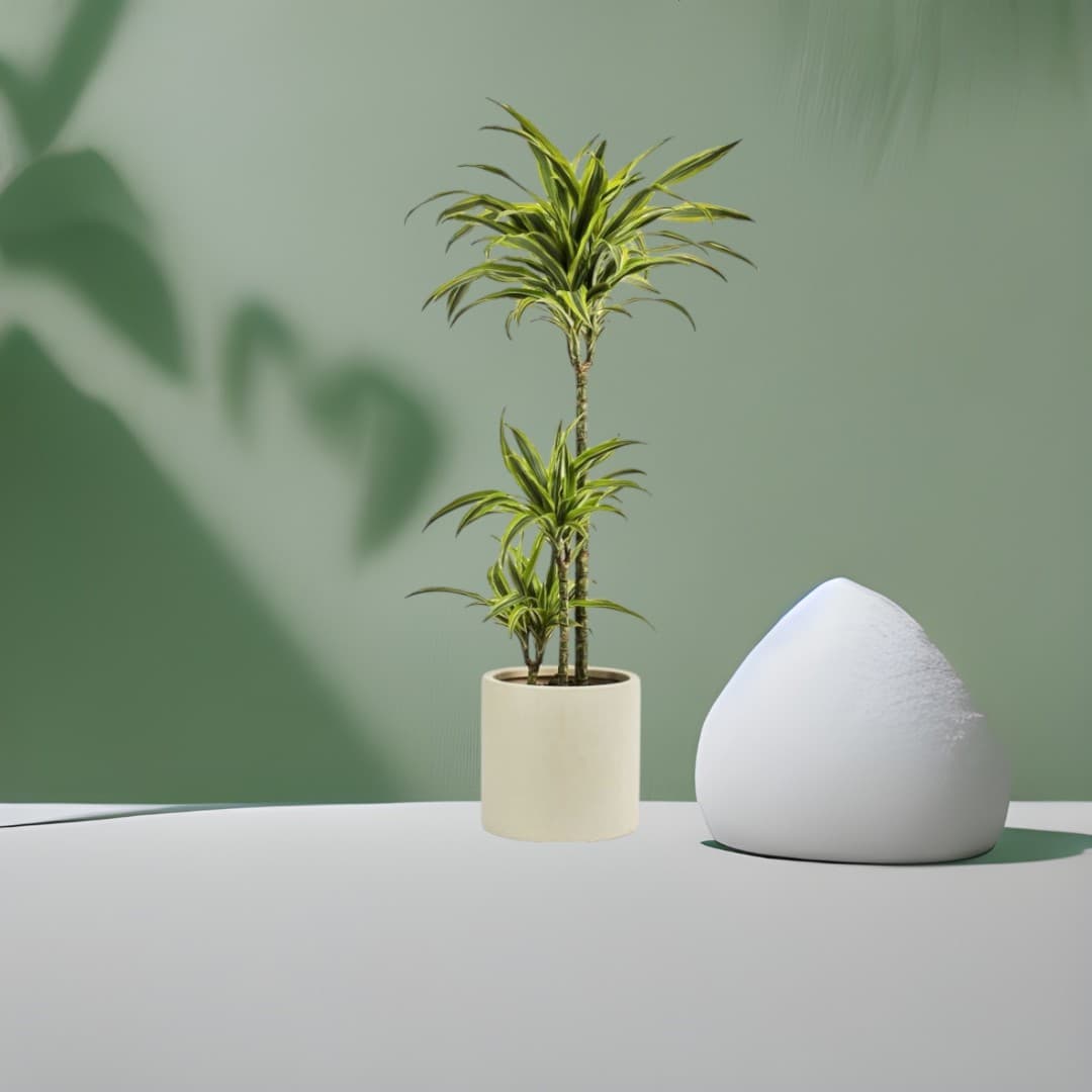 Dracaena Lemon & Lime In White Fiber Pot