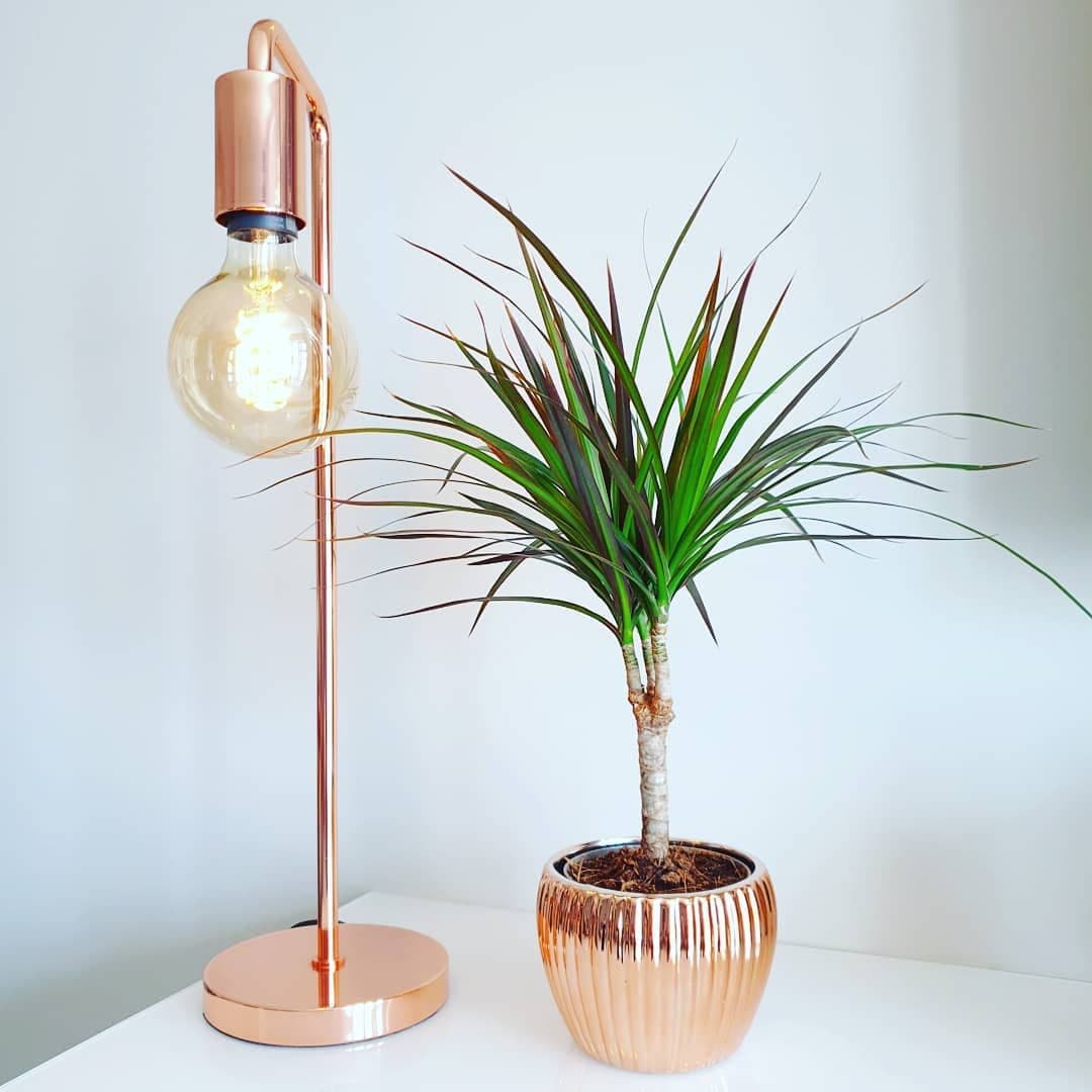 Dracaena Marginata In Beautiful Pot