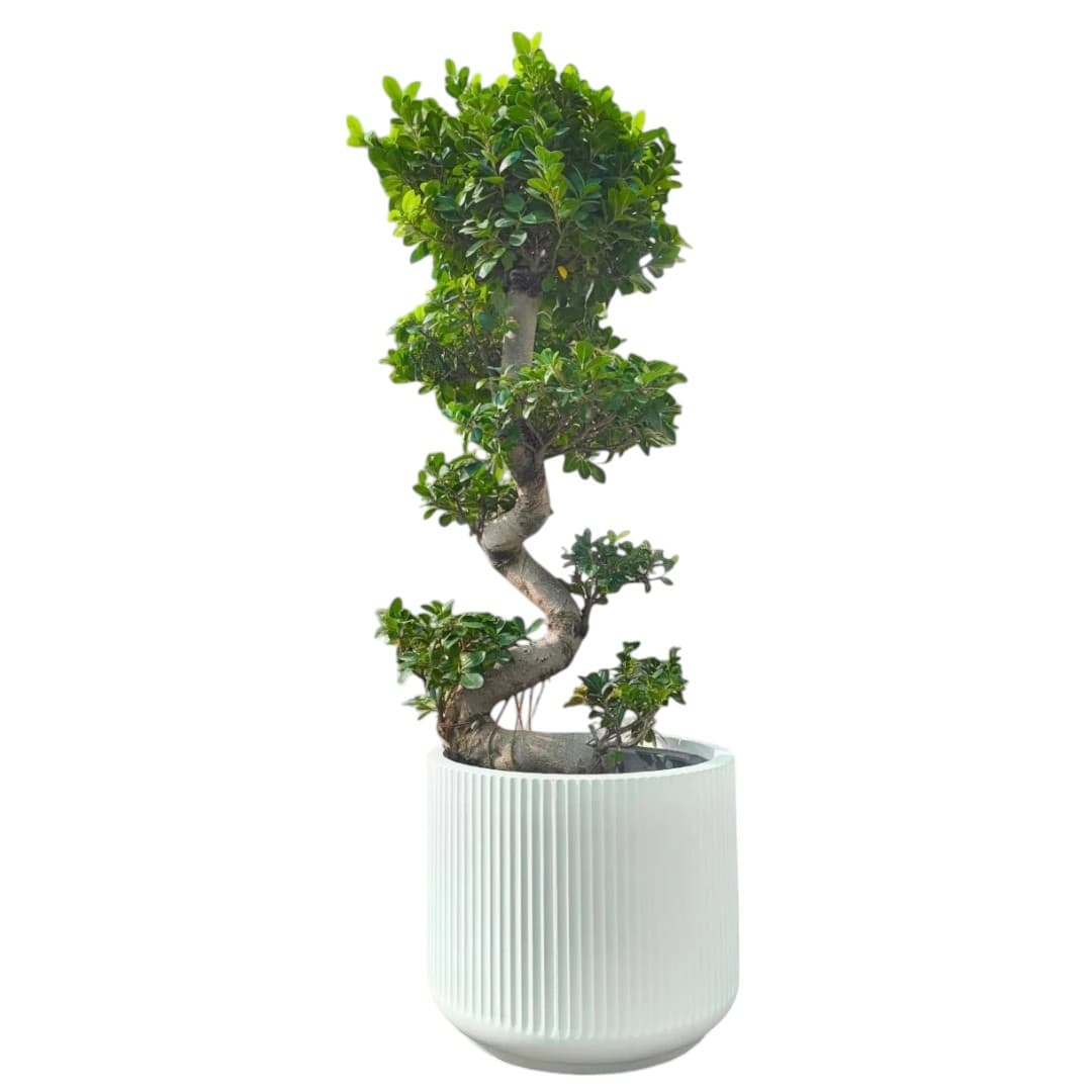 Ficus Panda Bonsai “S” Shape | 90-110 cm