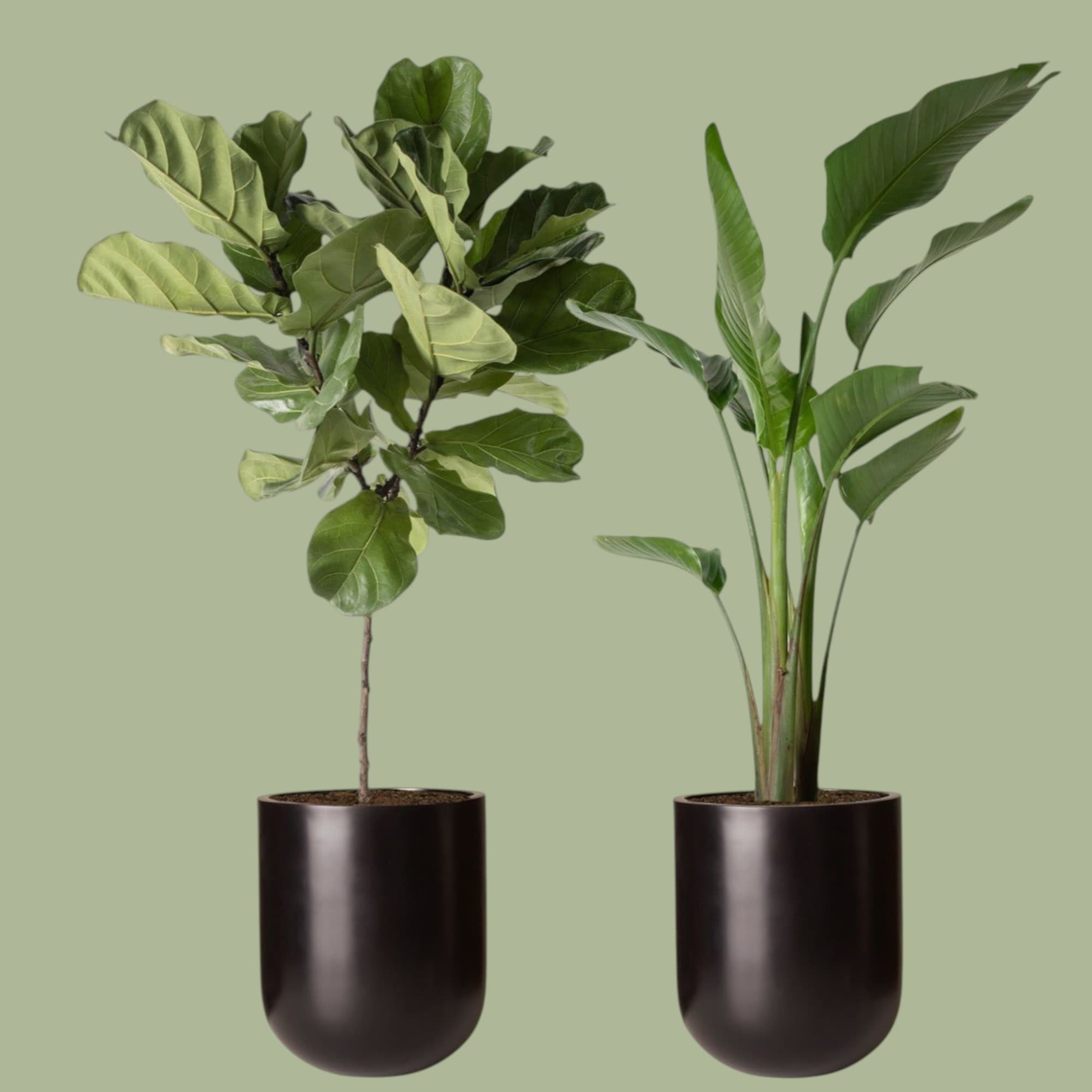Fiddle Leaf and Bird Of Paradise Set.