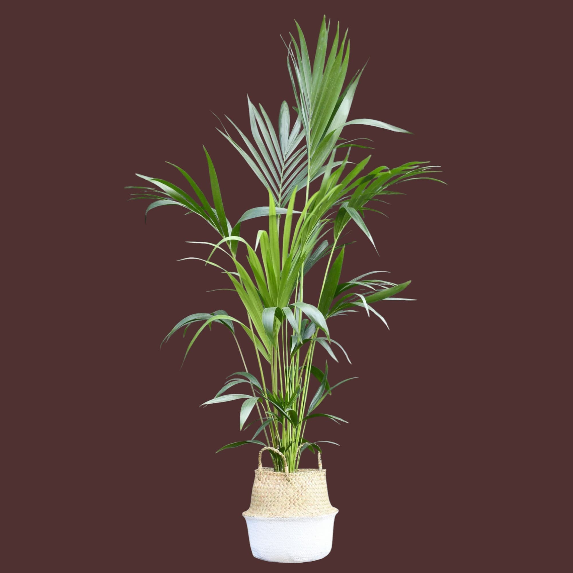 Kentia Palm In A Beautiful Basket