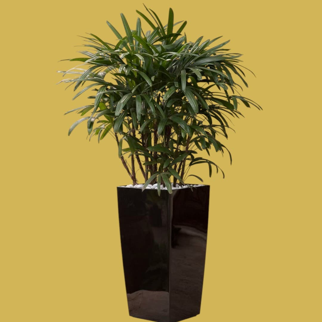 Lady Palm In Black Big Pot — photo 2 | Planto.ae UAE