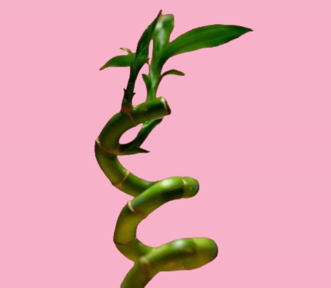Lucky Bamboo 3-Stems in Glass Container — photo 2 | Planto.ae UAE