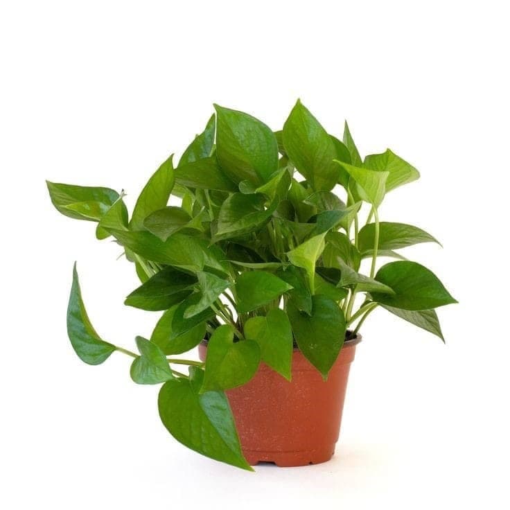 Money Plant — photo 2 | Planto.ae UAE
