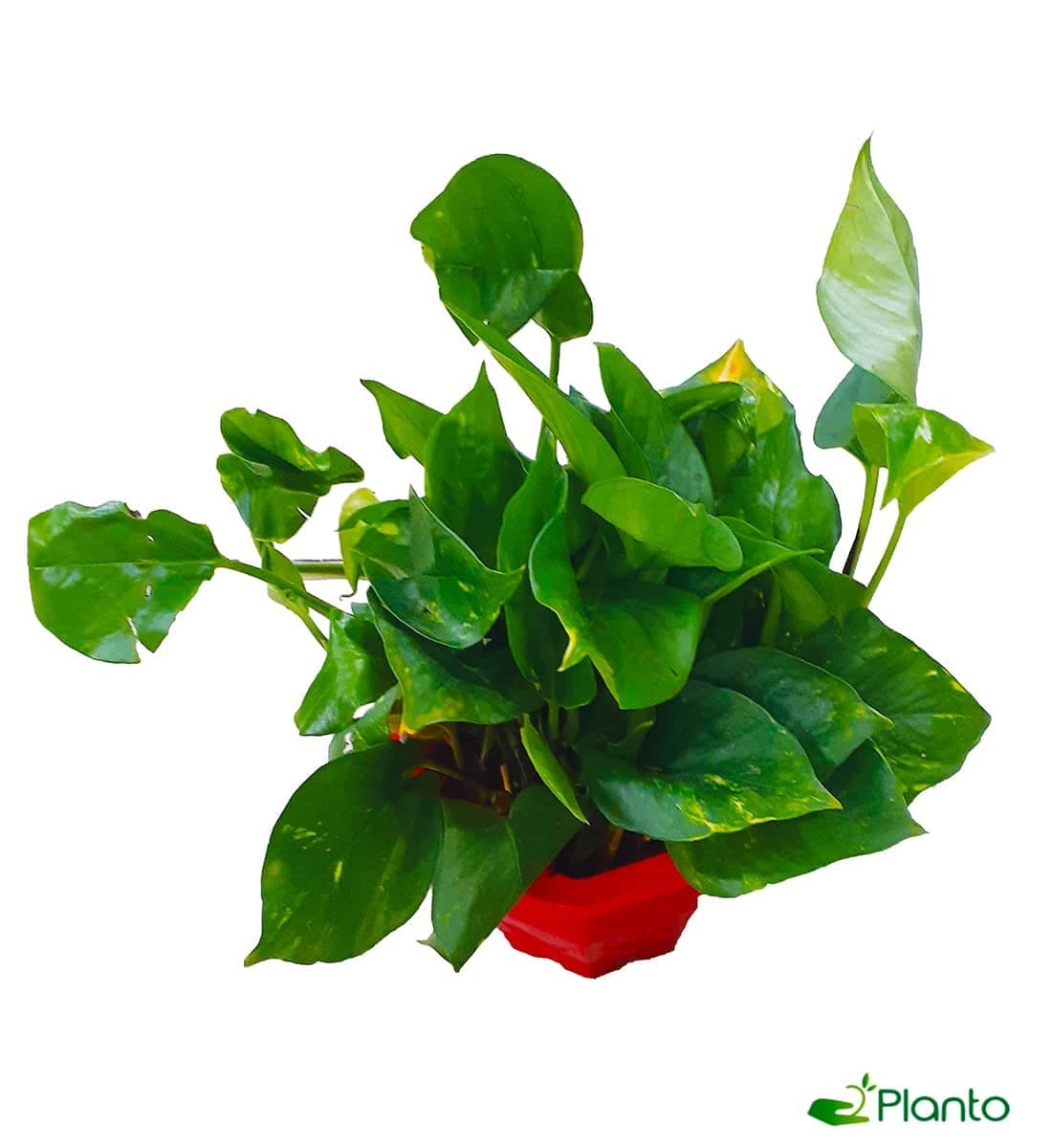 Money Plant — photo 3 | Planto.ae UAE