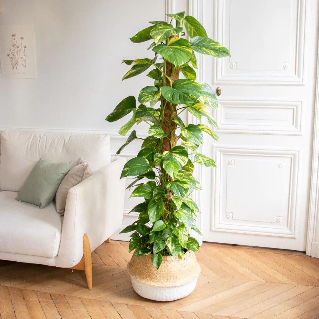 Money Plant In Basket