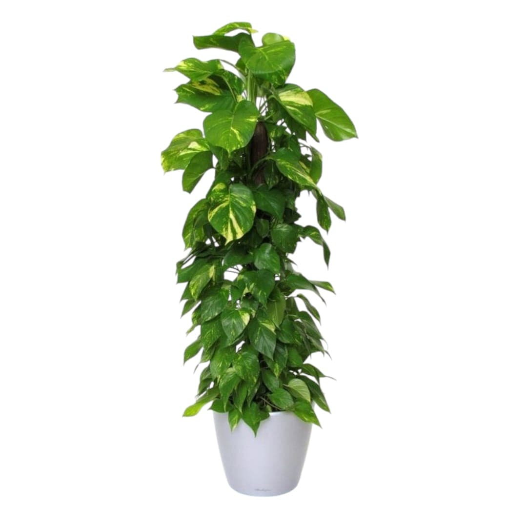 Money Plant In White Ceramic Pot — photo 2 | Planto.ae UAE