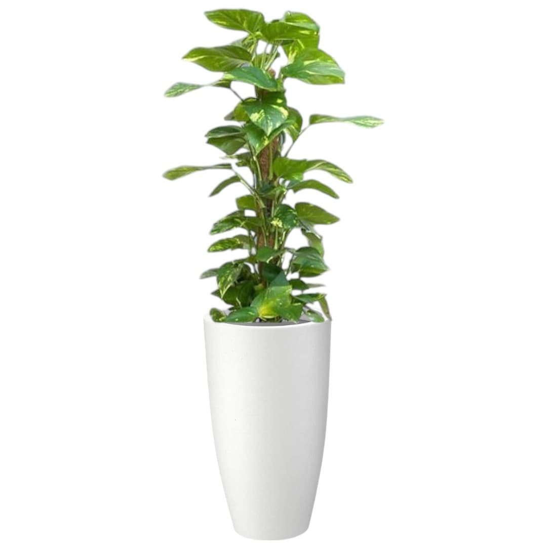 Money Plant InWhite Ceramic Pot — photo 2 | Planto.ae UAE