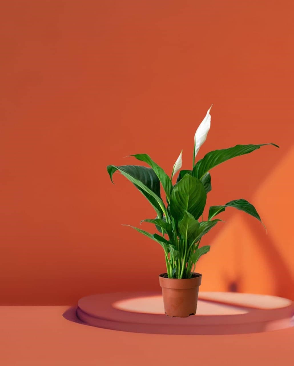 Peace Lilly — photo 2 | Planto.ae UAE