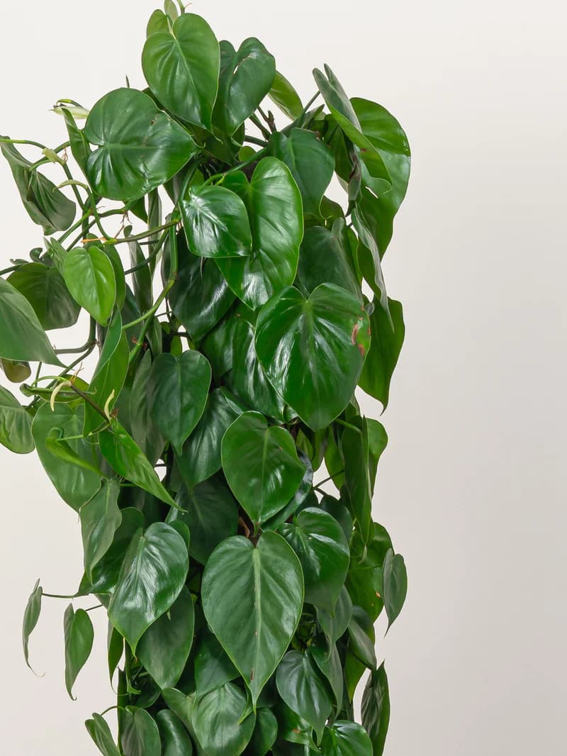 Philodendron Scandens — photo 3 | Planto.ae UAE