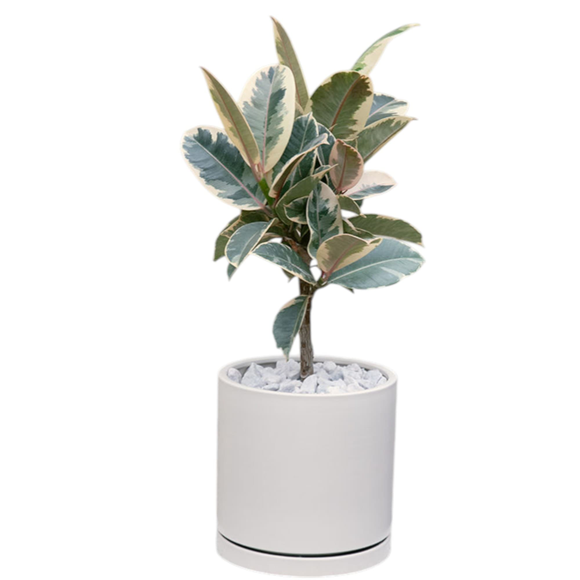 Variegated Rubber Plant In White Ceramic Pot