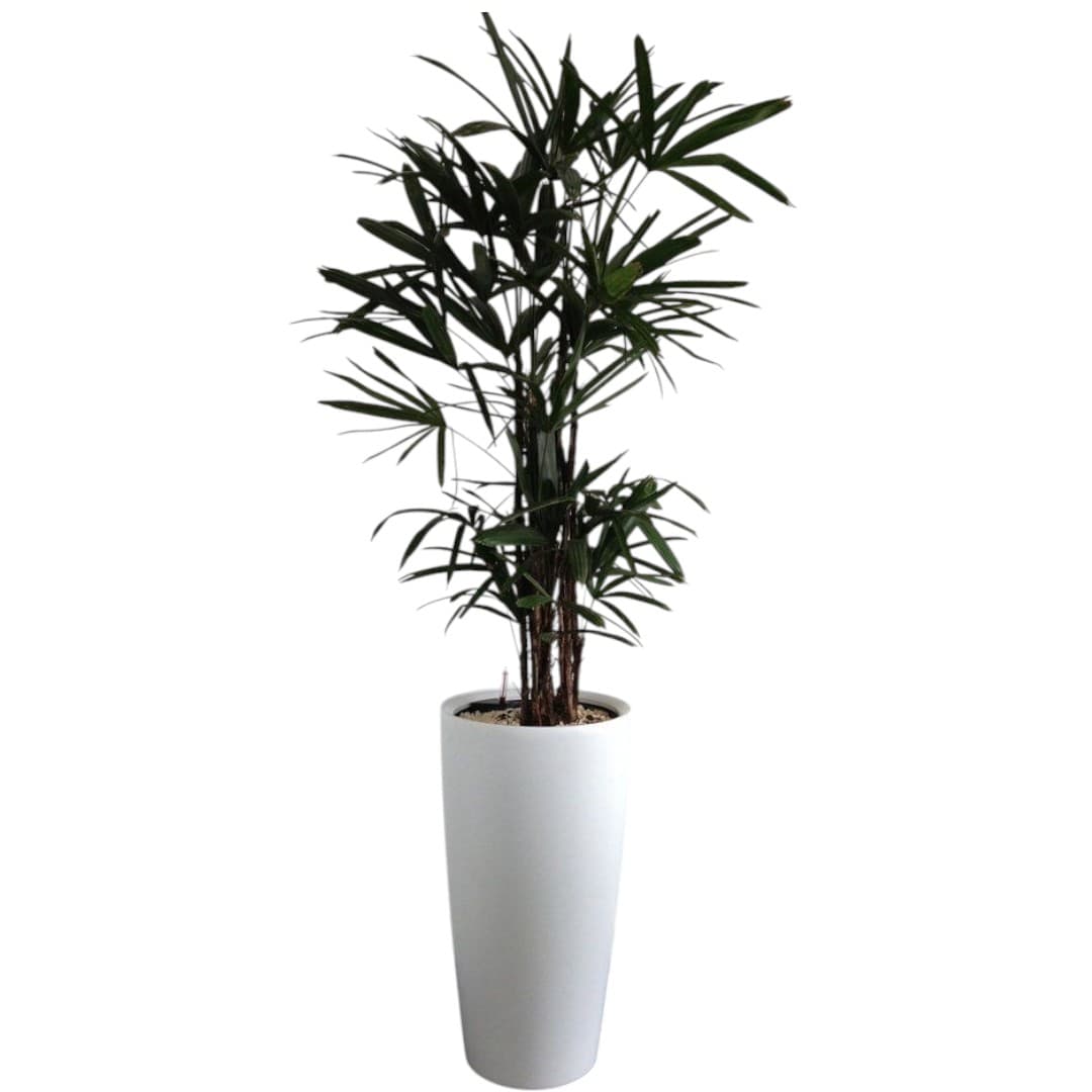 Very beautiful potted Lady Palm — photo 2 | Planto.ae UAE