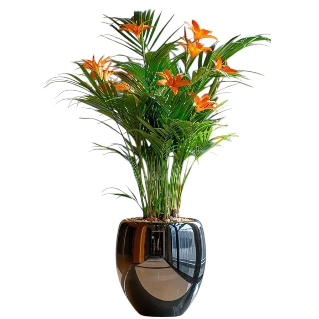 Areca Palm In Black Ceramic  glossy Pot — photo 2 | Planto.ae UAE
