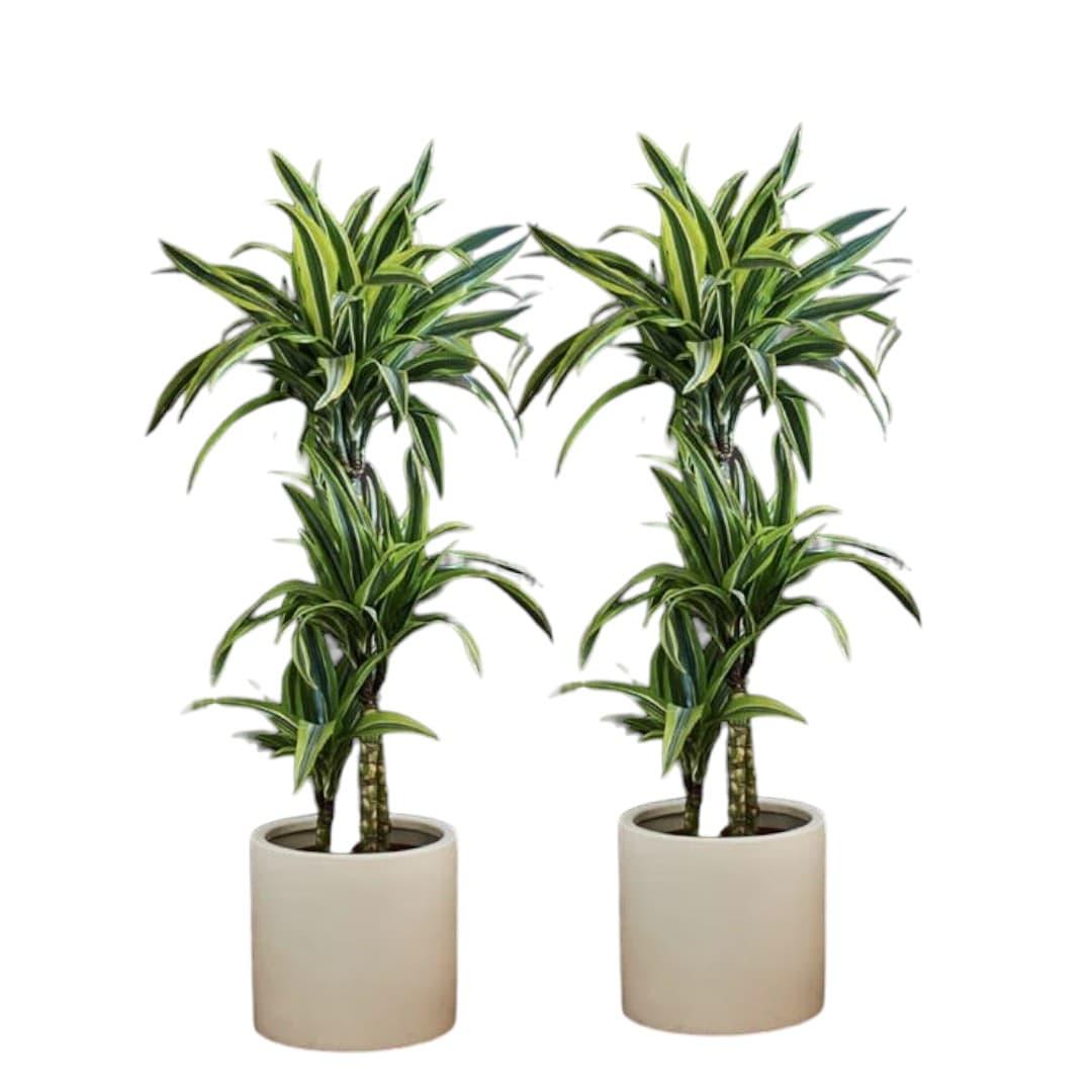 Dracaena fragrans Lemon Lime-2 Plant Set