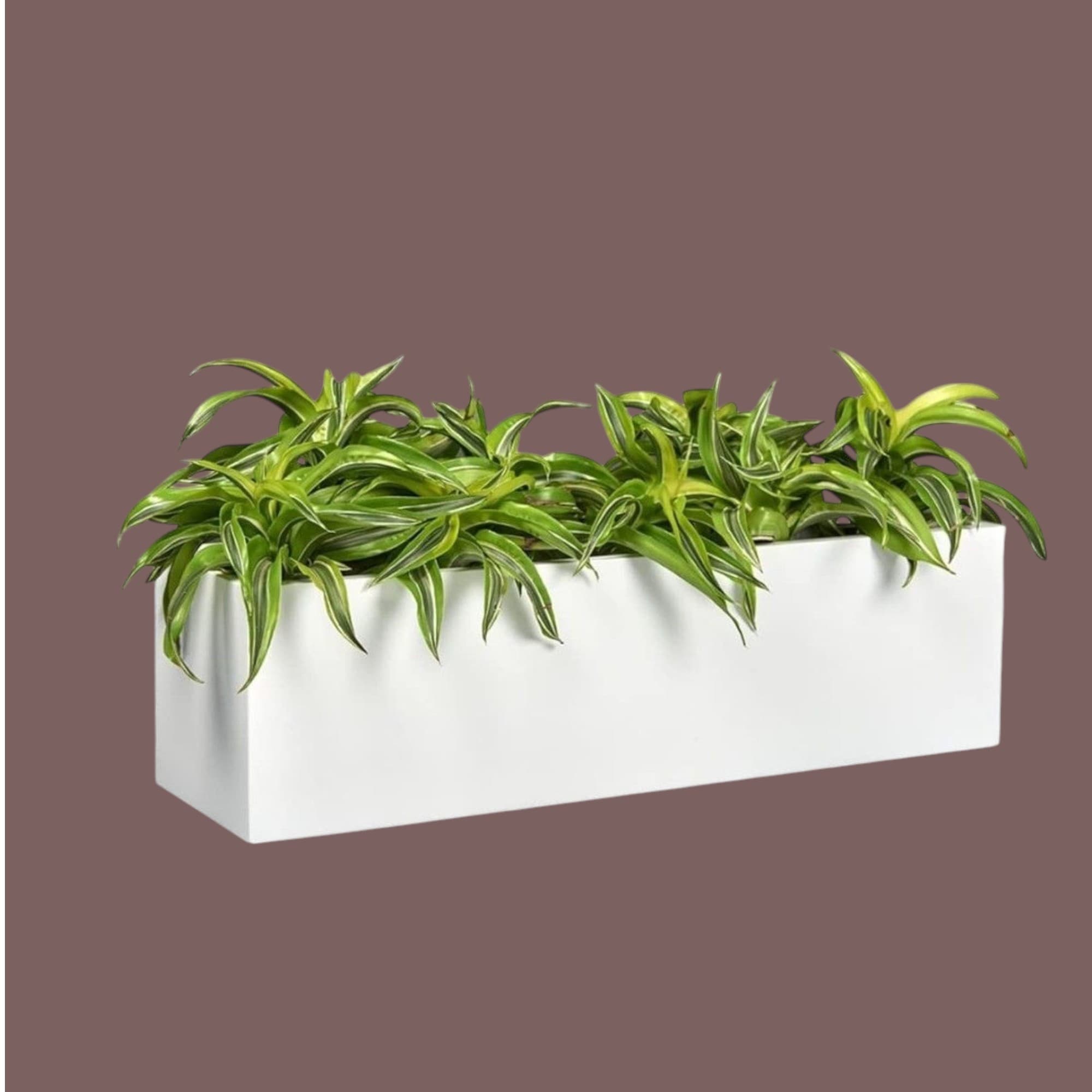Dracaena Lemon Lime In Fiber Pot. — photo 3 | Planto.ae UAE
