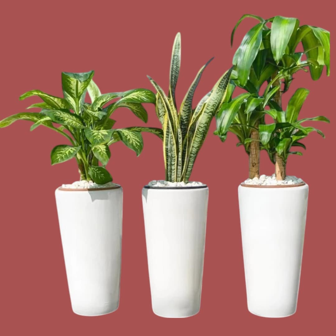 Set Of 3 Plants In White Ceramic Pots