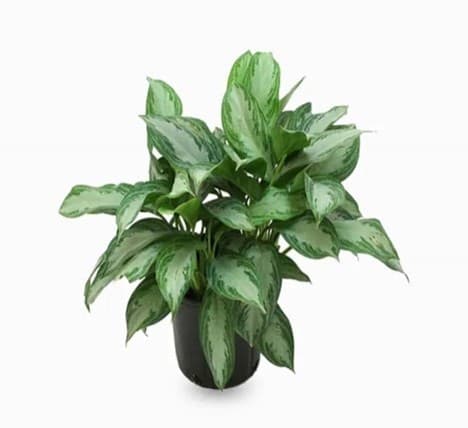 Aglaonema Evergreen Plant