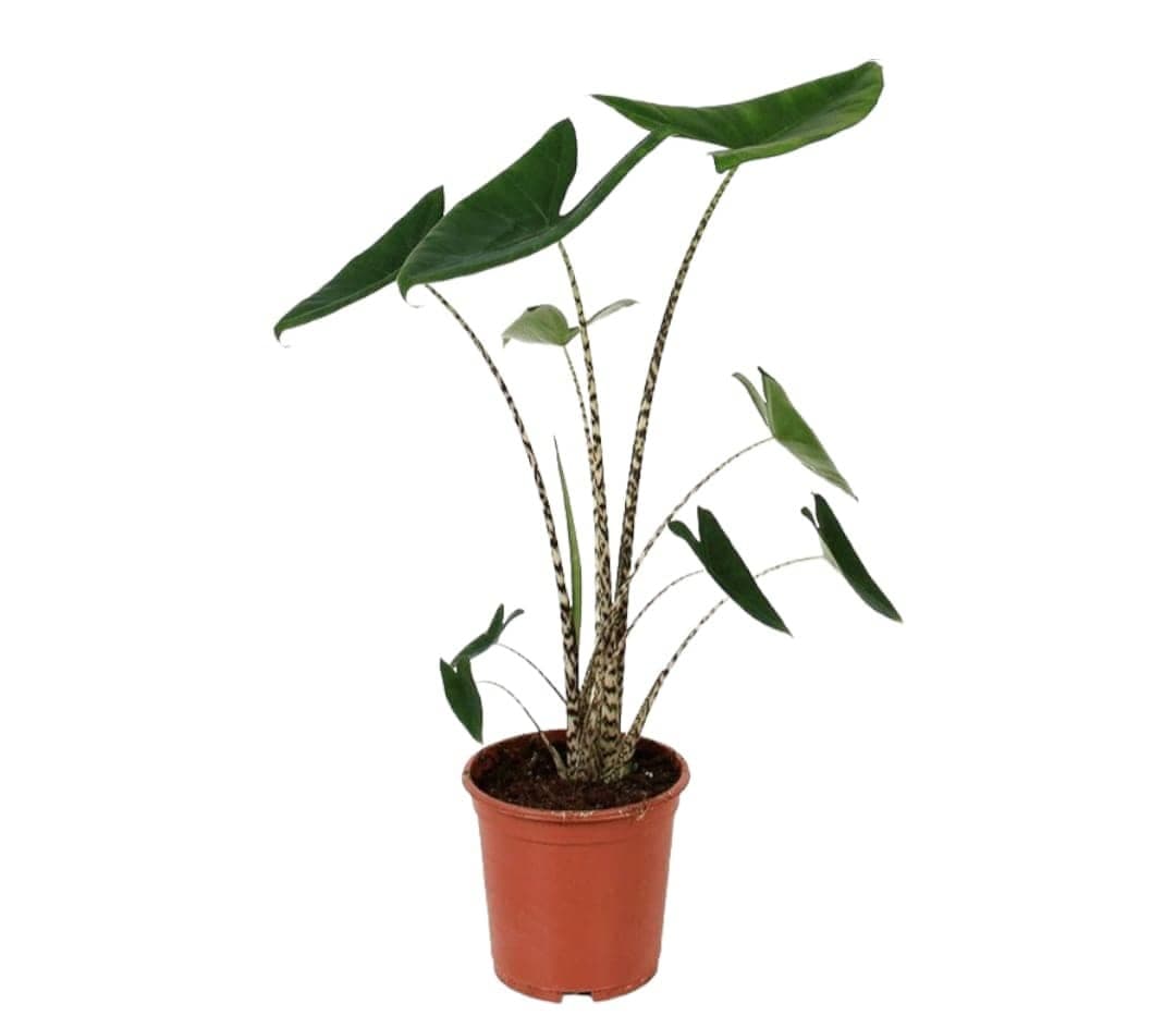 Alocasia Zebrina Plant