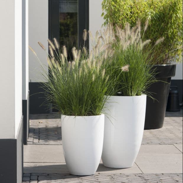 Outdoor Plants