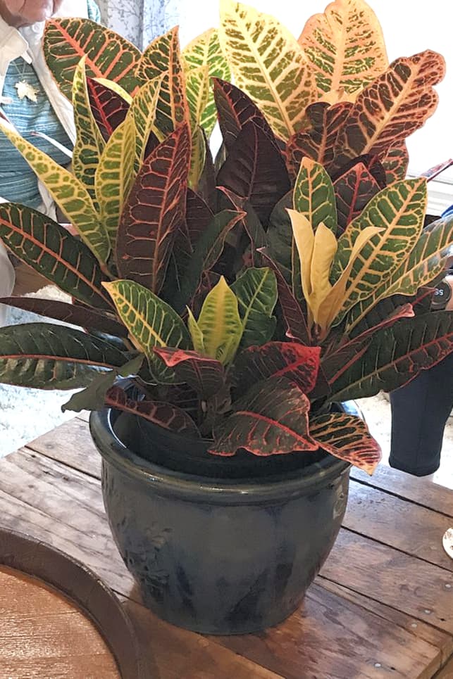 Croton Plant In Black Ceramic Pot