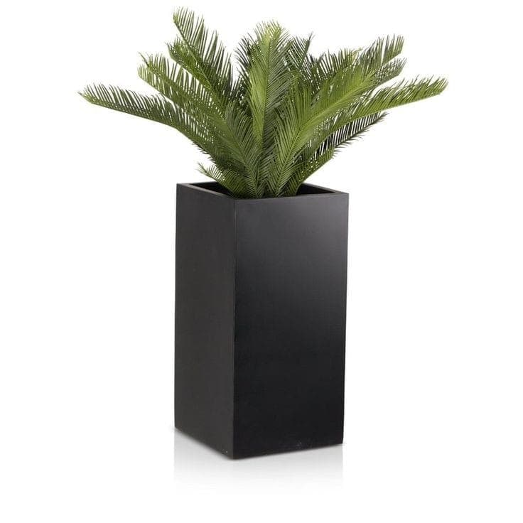 Cycas In Black fiber pot.